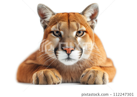 wild cat puma on a white background 112247301