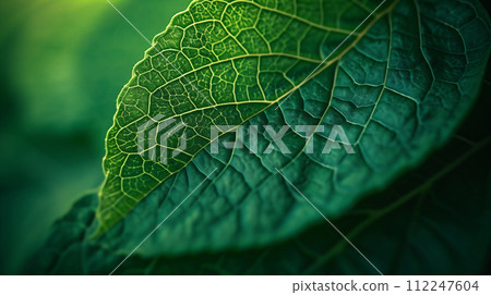 Large leaves 112247604