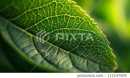 Large leaves Large leaves 112247605