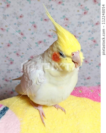 Relaxing hand-held cockatiel Relaxing hand-held cockatiel 112248054