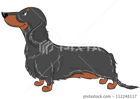 長毛臘腸犬（黑褐色） 112248117