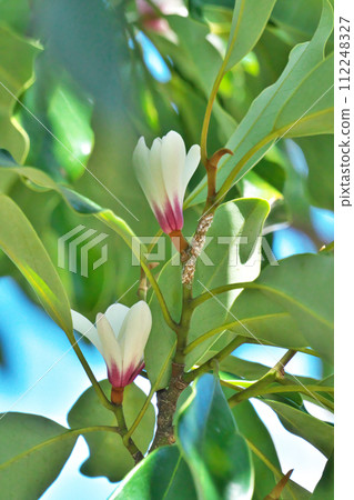 白 Ogatamanoki 花(春天,三月) 白 Ogatamanoki 花(春天,三月) 112248327