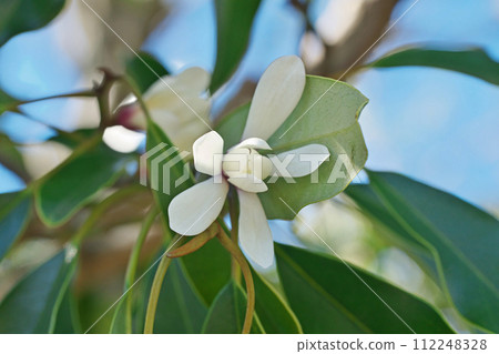 白 Ogatamanoki 花(春天,三月) 白 Ogatamanoki 花(春天,三月) 112248328