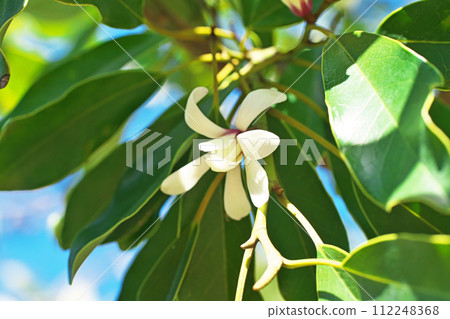 白 Ogatamanoki 花(春天,三月) 白 Ogatamanoki 花(春天,三月) 112248368