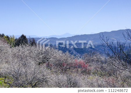 2024 Tsukigase Plum Valley is at its peak blooming plum blossoms blooming all over the gentle slopes overlooking the mountains in the distance 2024 Tsukigase Plum Valley is at its peak blooming plum blossoms blooming all over the gentle slopes overlooking the mountains in the distance 112248672