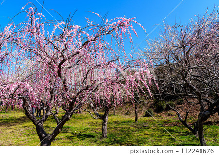 2024年月瀨梅花盛開,垂枝紅梅和周圍的白梅令人驚嘆 2024年月瀨梅花盛開,垂枝紅梅和周圍的白梅令人驚嘆 112248676