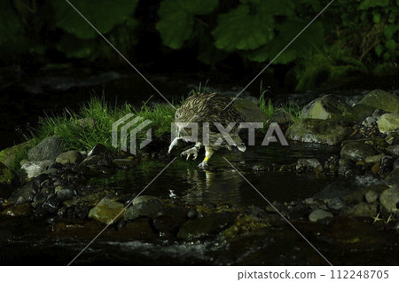 Oooh, it’s delicious! Oooh, it’s delicious! 112248705