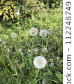 蒲公英 112248749