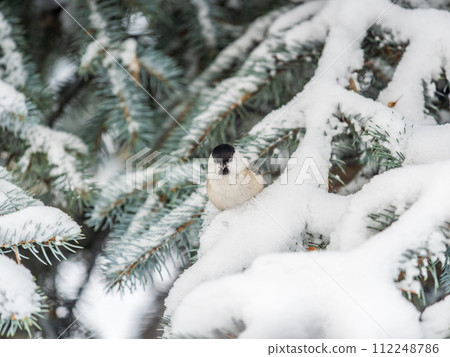 Cute bird the willow tit, song bird sitting on the fir branch with snow in winter Cute bird the willow tit, song bird sitting on the fir branch with snow in winter 112248786