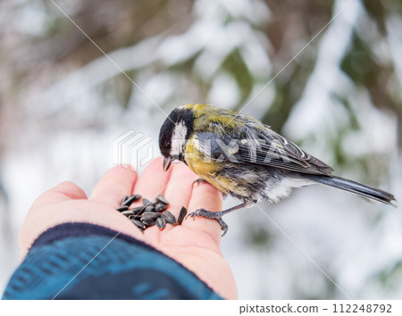 A tit sits on a man's hand and eats seeds. A tit sits on a man's hand and eats seeds. 112248792