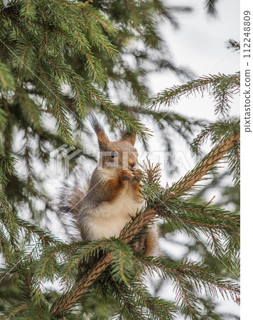 The squirrel with nut sits on tree in the winter or late autumn 112248809