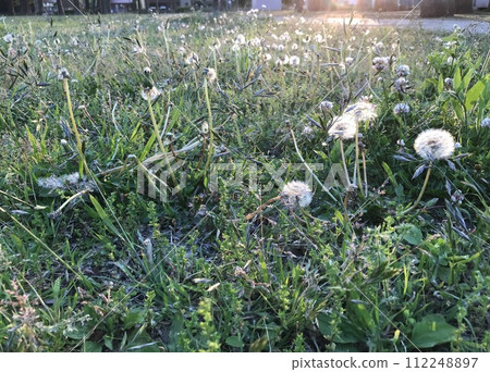 蒲公英 -  2 112248897