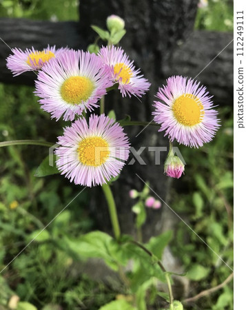 Himeyeon Himeyeon 112249111