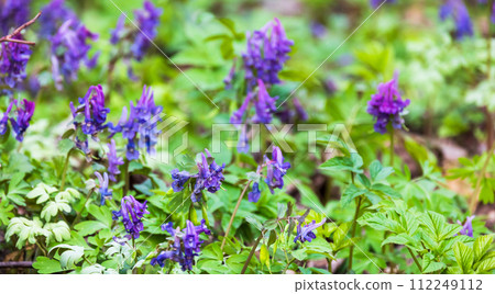 Blue wild flowers, macro photo. Corydalis solida 112249112