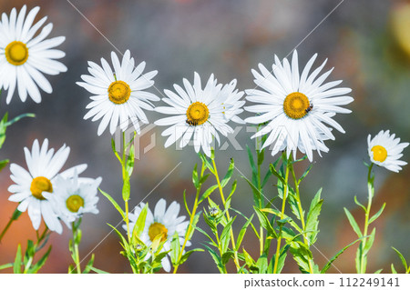 Chamomile flowers grow in a summer garden, natural background 112249141