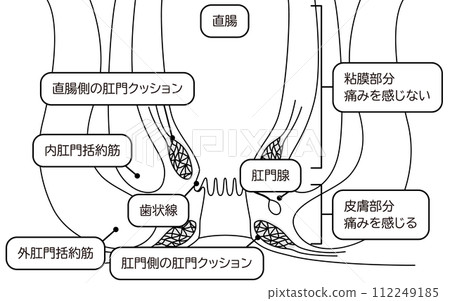 Human body Rectum and anus area Illustrated illustration, cross-sectional view Human body Rectum and anus area Illustrated illustration, cross-sectional view 112249185