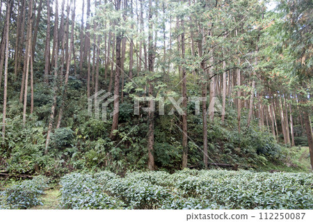 Senpuku Castle Obi-Kuruwa earthworks 112250087