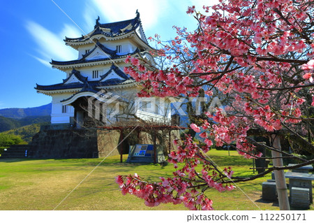 [Ehime Prefecture] Uwajima Castle on a clear day and light red cherry blossoms in full bloom 112250171