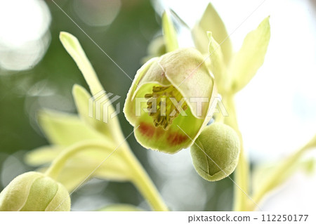 聖誕玫瑰 Fetidas 金條 112250177