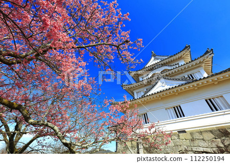 【愛媛縣】晴朗的宇和島城，淺紅色的櫻花盛開 112250194