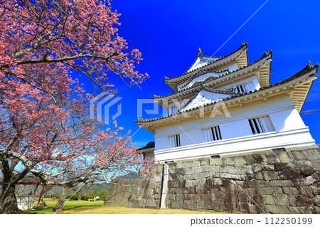 [Ehime Prefecture] Uwajima Castle on a clear day and light red cherry blossoms in full bloom 112250199