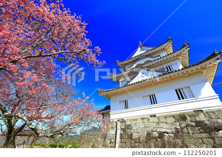 【愛媛縣】晴朗的宇和島城，淺紅色的櫻花盛開 112250201