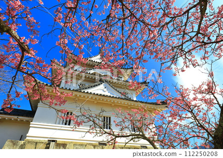 [Ehime Prefecture] Uwajima Castle on a clear day and light red cherry blossoms in full bloom 112250208