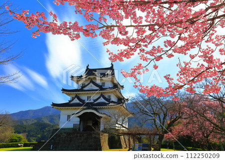 [Ehime Prefecture] Uwajima Castle on a clear day and light red cherry blossoms in full bloom 112250209