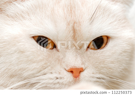 Cat white muzzle close-up with mustache and pink nose, selective focus 112250373