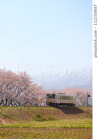 櫻花盛開，殘雪，花長井線，山形鐵道 112250697