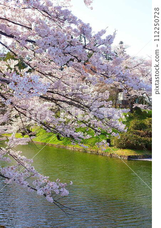 Cherry blossoms in full bloom, Hanaikada, Matsugasaki Park, Sakura, Yoshino cherry blossoms 112250728
