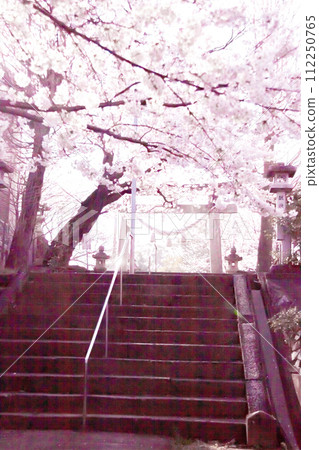 Cherry blossoms in full bloom and the shrine's torii gate (nostalgic atmosphere) 112250765