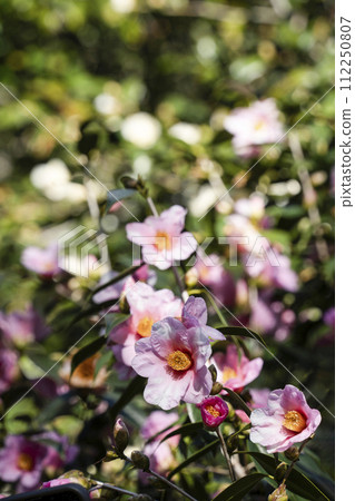 城南宮神社的經典山茶花「有樂」（京都市） 112250807