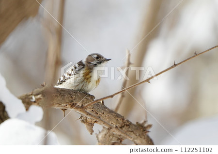Kogera stopping on the branches of the tree Kogera stopping on the branches of the tree 112251102