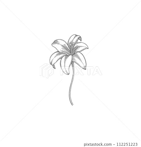 Luxury flower and logo. Trendy botanical element. Hand drawn line leave branch and blooming. Wedding elegant wildflower for invitation save the date card. Vector 112251223