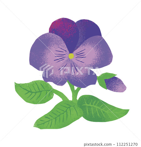 水彩風格的三色紫羅蘭插圖 112251270