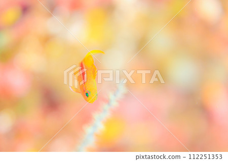 穿過紅線 112251353