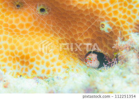 呆在家裡 112251354