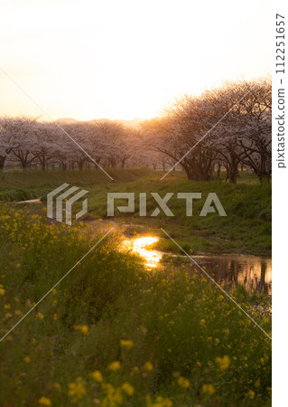 Cherry blossom trees along the Kusaba River in the morning (Chikuzen Town, Asakura District, Fukuoka Prefecture) Cherry blossom trees along the Kusaba River in the morning (Chikuzen Town, Asakura District, Fukuoka Prefecture) 112251657