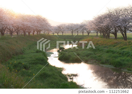 早晨的草場川沿岸的櫻花樹（福岡縣朝倉郡築前町） 112251662
