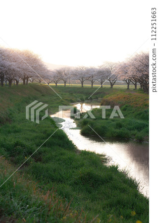 早晨的草場川沿岸的櫻花樹（福岡縣朝倉郡築前町） 112251663