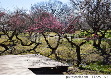 神奈川縣小田原花卉園溪流梅園散步道和紅梅 神奈川縣小田原花卉園溪流梅園散步道和紅梅 112251975