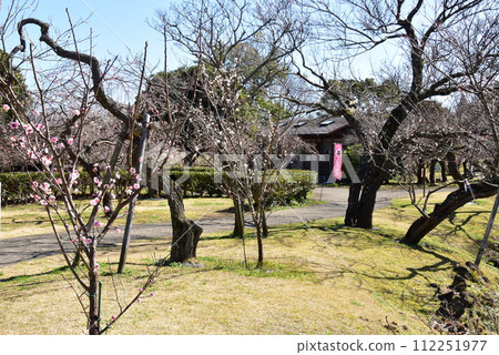 神奈川縣小田原花卉園溪流梅園散步道和紅梅 神奈川縣小田原花卉園溪流梅園散步道和紅梅 112251977
