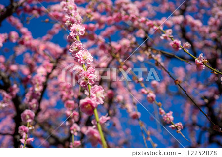 Yuuki Shrine's prickly plum Yuuki Shrine's prickly plum 112252078