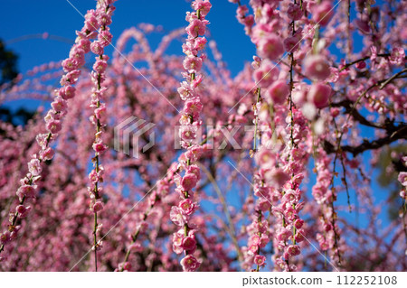 Yuuki Shrine的多刺李子 112252108