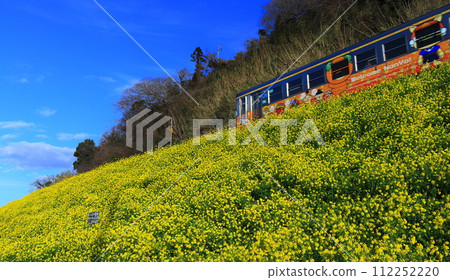 [Ehime Prefecture] Urusumi Canola Field and Train under clear skies 112252220