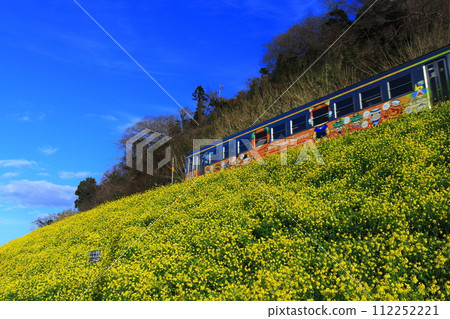 [Ehime Prefecture] Urusumi Canola Field and Train under clear skies 112252221