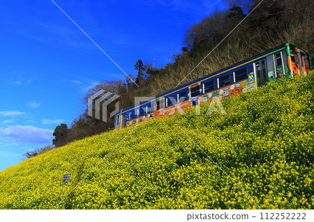 [愛媛縣]晴空下的漆油油菜田和火車 112252222