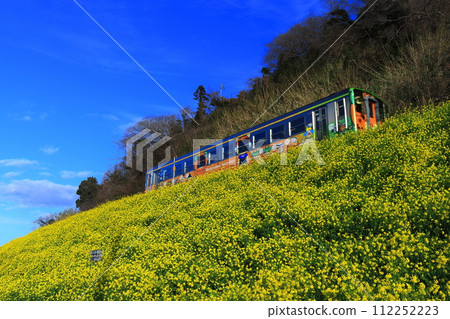 [愛媛縣]晴空下的漆油油菜田和火車 112252223