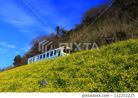 [愛媛縣]晴空下的漆油油菜田和火車 112252225